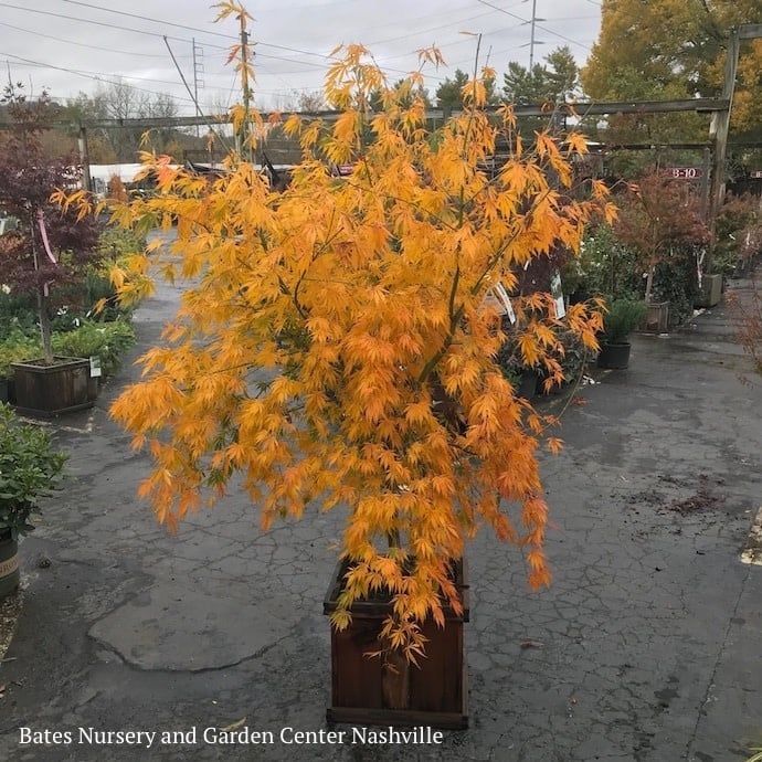 #15 BOX Acer pal Omure yama/ Upright Cascading Green Japanese Maple