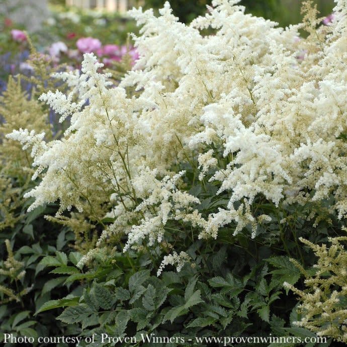 #1 Astilbe japonica Deutschland/ White