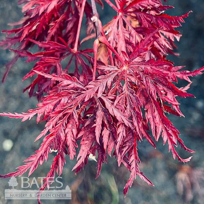 #5 Acer pal var dissectum Velvet Viking/ Dwarf Weeping Red Japanese Maple