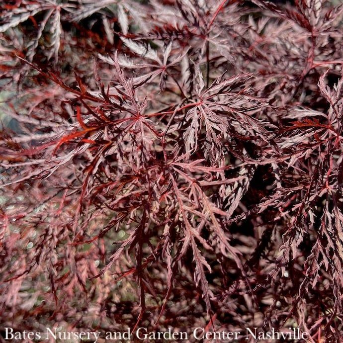#5 STK Acer pal var diss Red Dragon/ Dwarf Red Weeping Japanese Maple