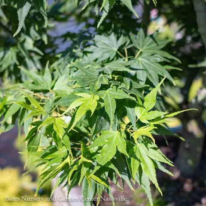 #3 Acer pal Mikawa yatsubusa/ Dwarf Green Japanese Maple