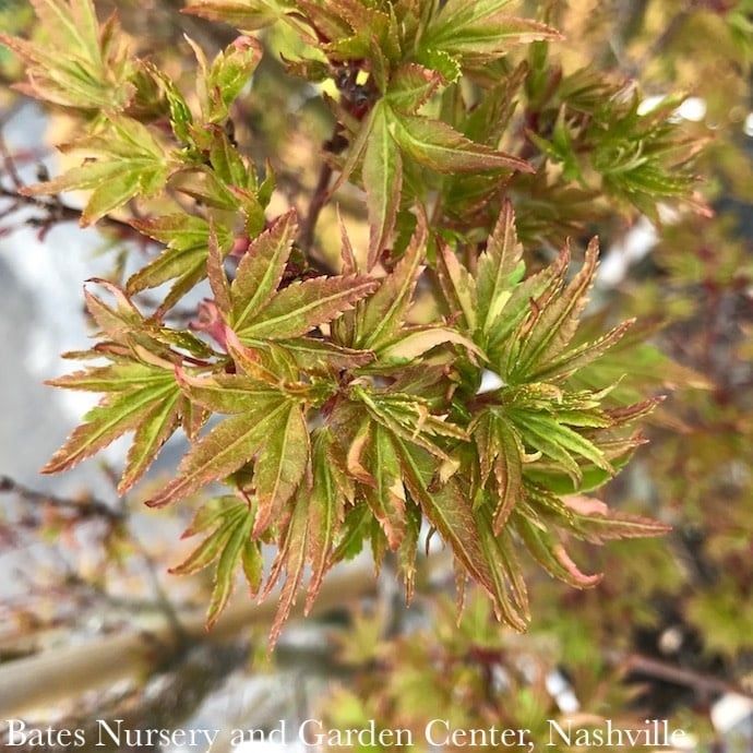 #20 Acer pal Ryugu/ Dwarf Upright Green Japanese Maple