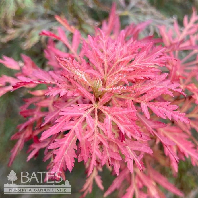 #6 Acer pal var diss Orangeola/ Weeping Red Japanese Maple
