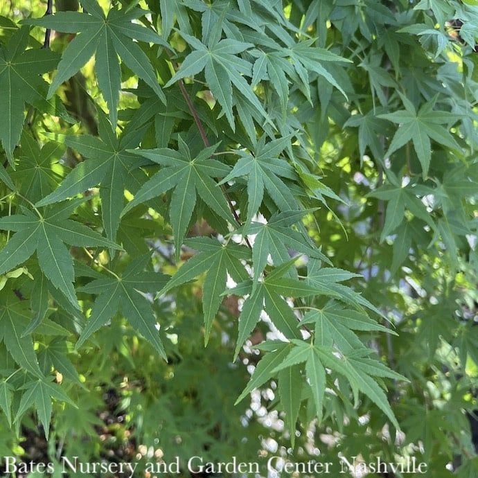 #10 Acer pal Ryusen/ Weeping Green Japanese Maple