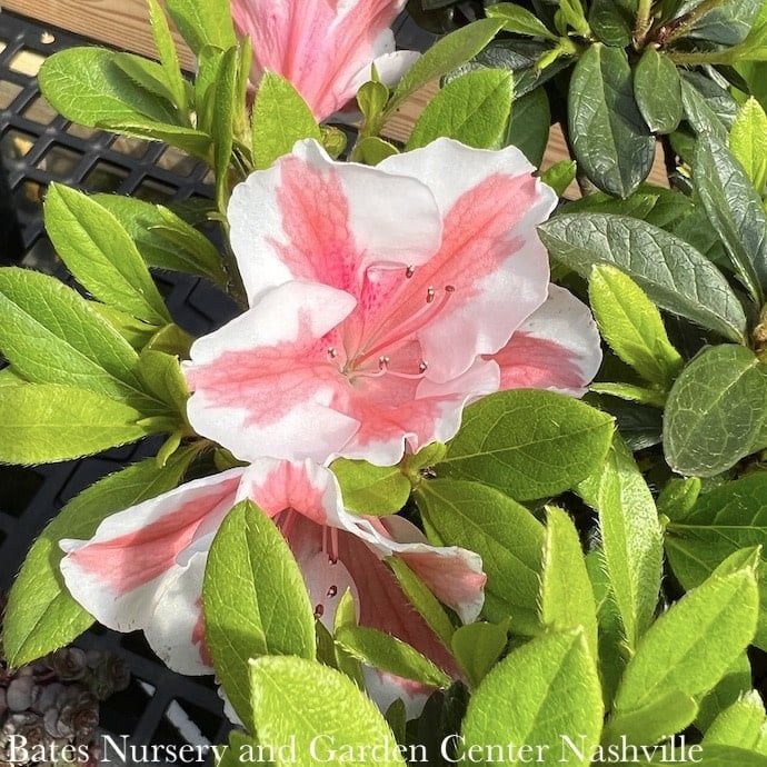 #3 Azalea x Encore Autumn Starburst/ Repeat Dwarf Coral w/ White Edges