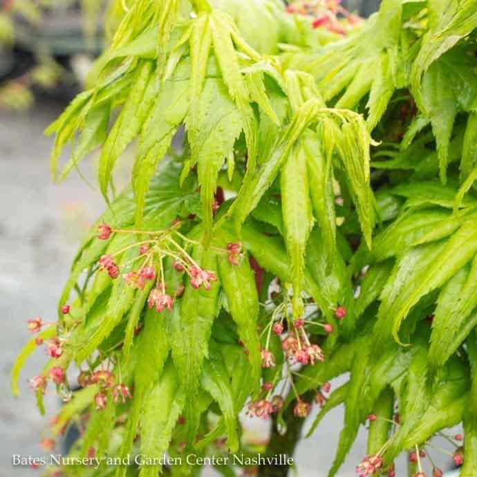 #15 BOX Acer pal Mikawa yatsubusa/ Dwarf Green Japanese Maple