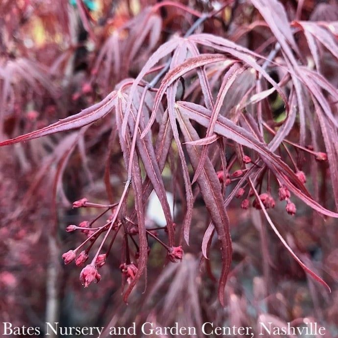 #15 BOX Acer pal Pung Kil/ Red Upright Threadleaf Japanese Maple