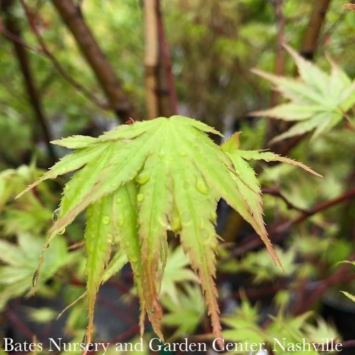 #15 Acer pal Arakawa/ Upright Green Rough Bark Japanese Maple