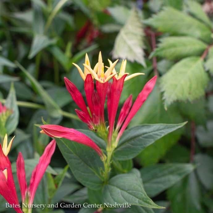 #1 Spigelia mar Little Redhead/ Indian Pink Native (TN)