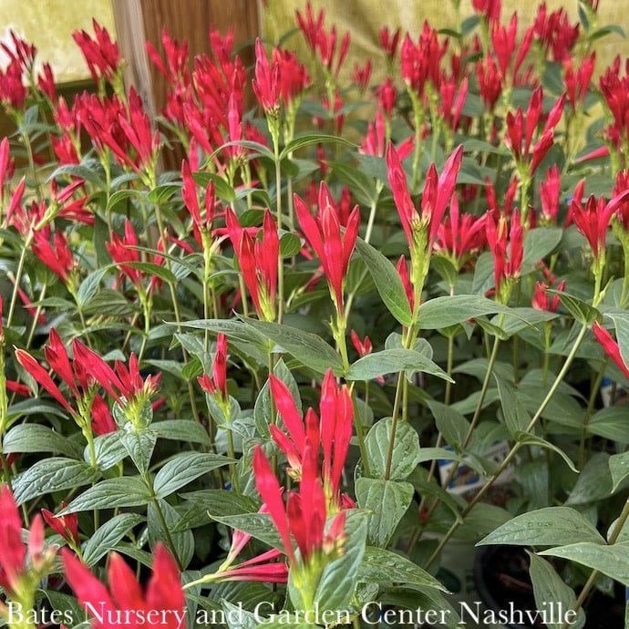 #1 Spigelia mar Little Redhead/ Indian Pink Native (TN)