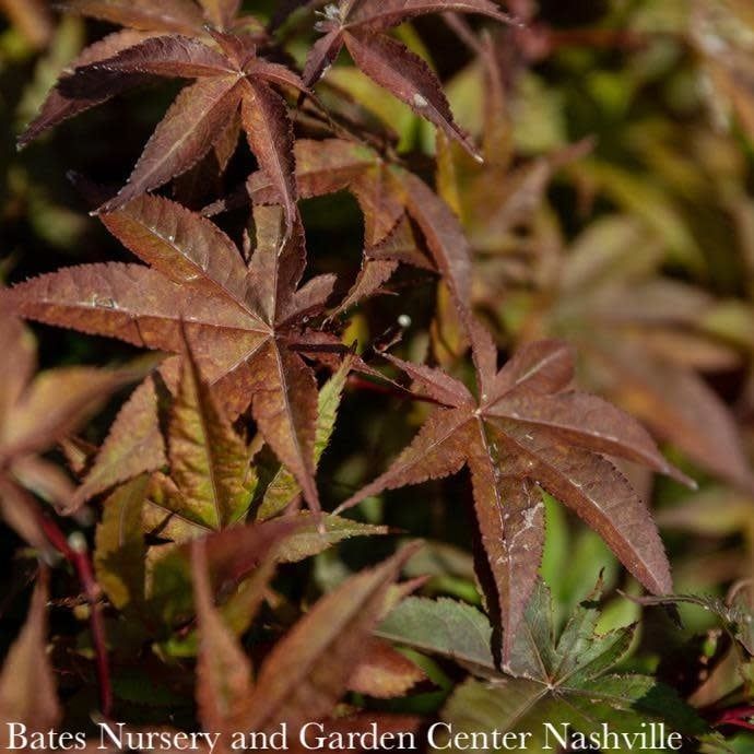 #3 Acer pal Rhode Island Red/ Japanese Maple Red Dwarf