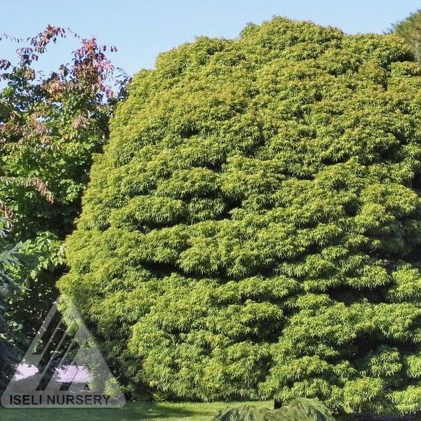 #1 Acer pal Sharp&#39;s Pygmy/ Green Dwarf Japanese Maple