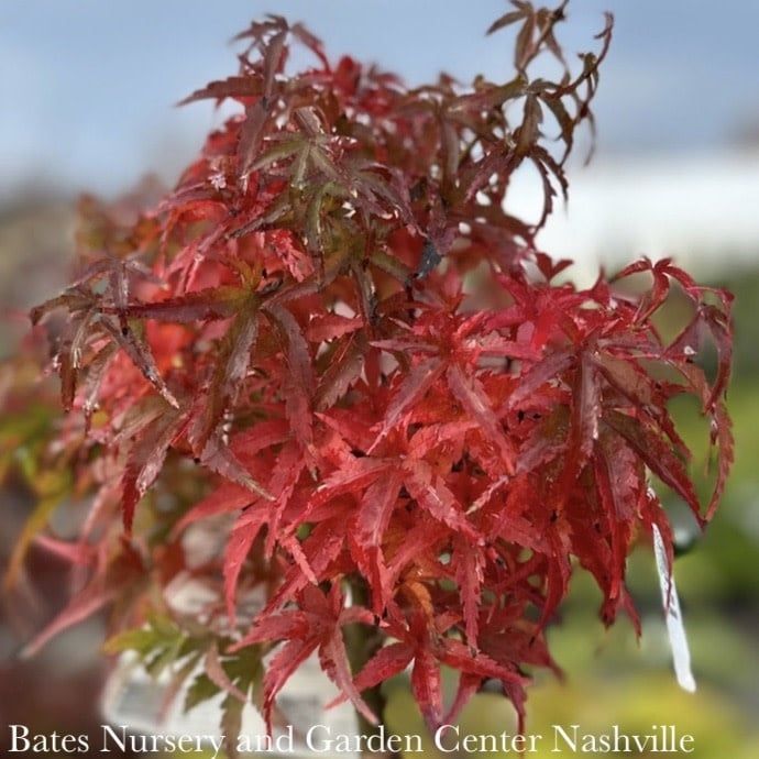 #1 Acer pal Sharp&#39;s Pygmy/ Green Dwarf Japanese Maple