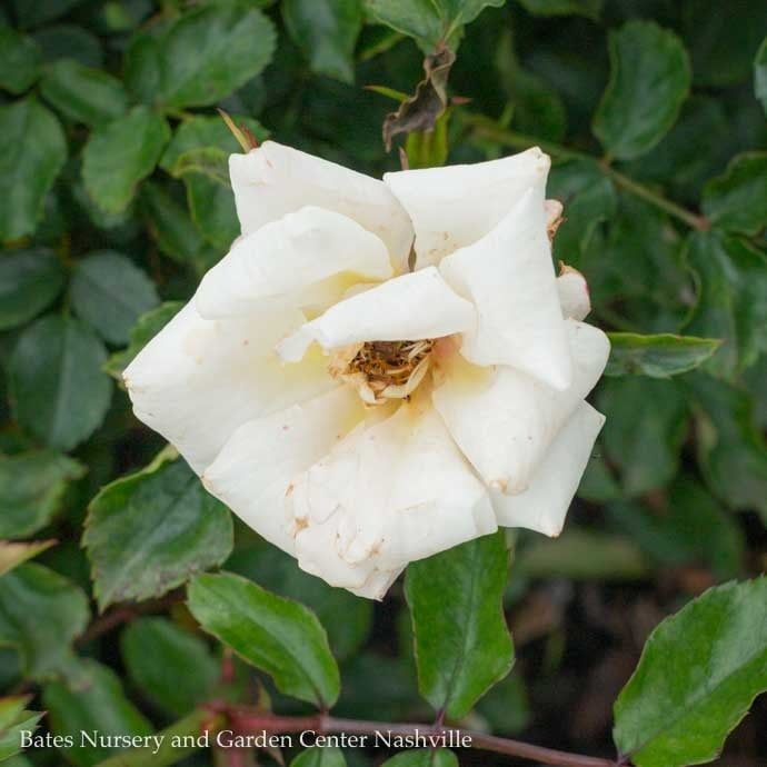 #2 Rosa Popcorn Drift/ Pale Yellow Groundcover Rose - No Warranty