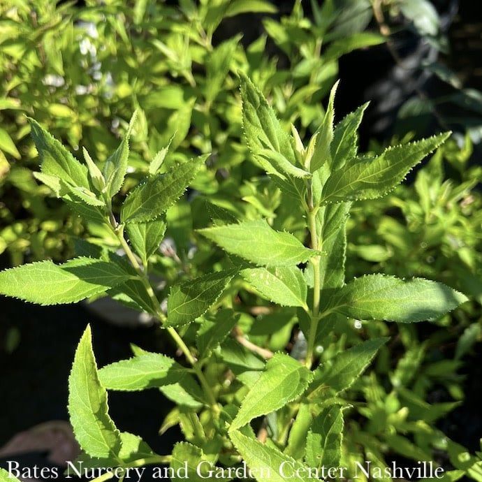 #3 Deutzia Yuki Snowflake