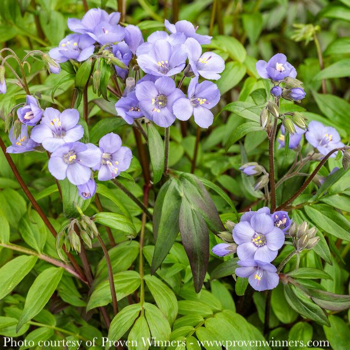#1 Polemonium x PW Heaven Scent/ Jacob&#39;s Ladder