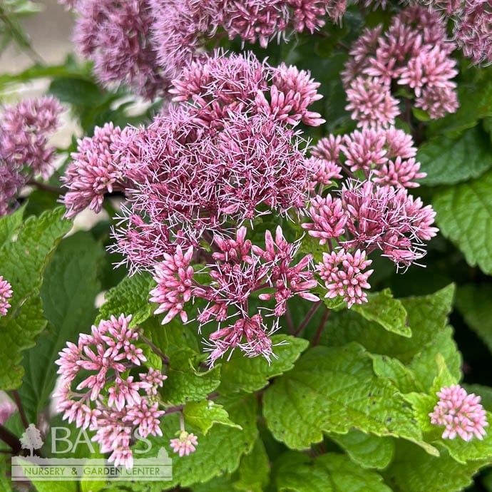 #1 Eutrochium (Eupatorium) dubium Baby Joe/ Joe Pye Weed Native (R