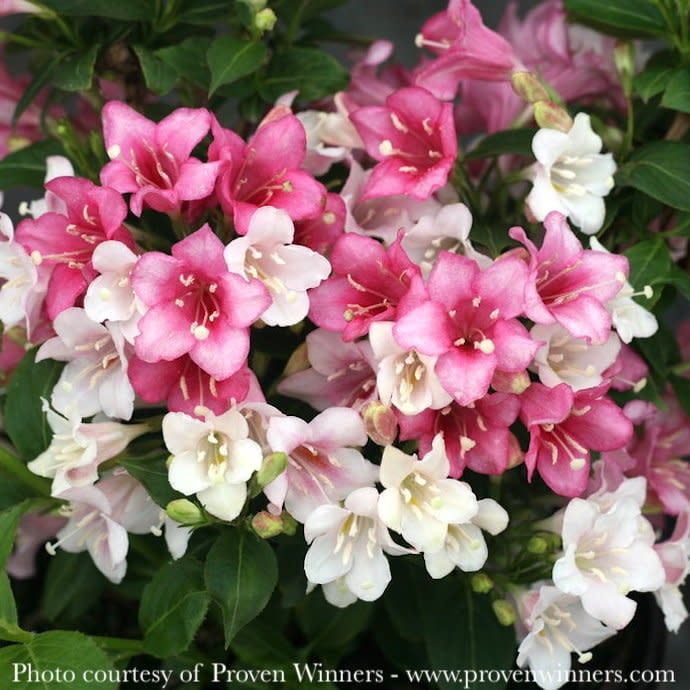 #3 Weigela flor PW Czechmark &#39;Trilogy&#39;