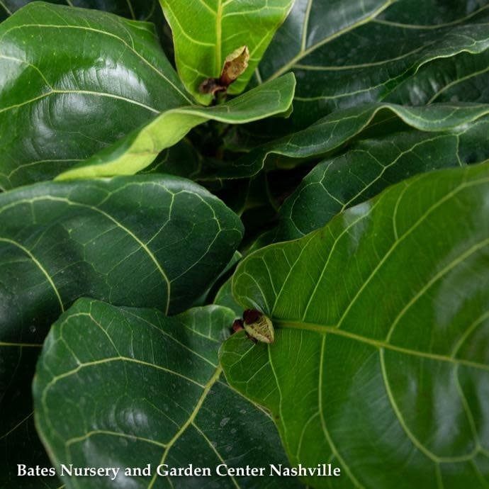 4p! Ficus Lyrata Fiddleleaf Fig /Tropical