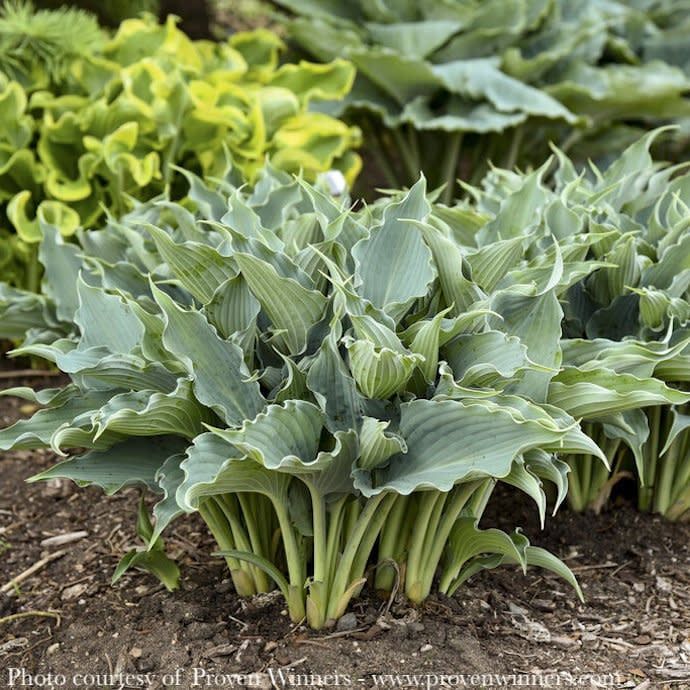 #1 Hosta x PW Shadowland Waterslide/ Ruffled Blue