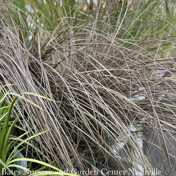 #1 Grass Carex buch Red Rooster/ Fox Red Curly Sedge