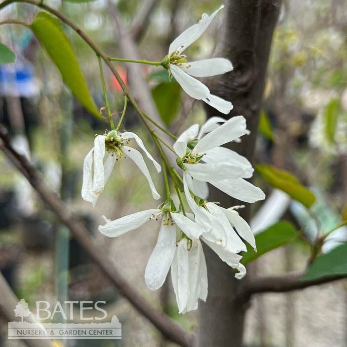 Tree Form/Single #7 Amelanchier laev Spring Flurry/ Allegheny Serviceberry Native (TN)