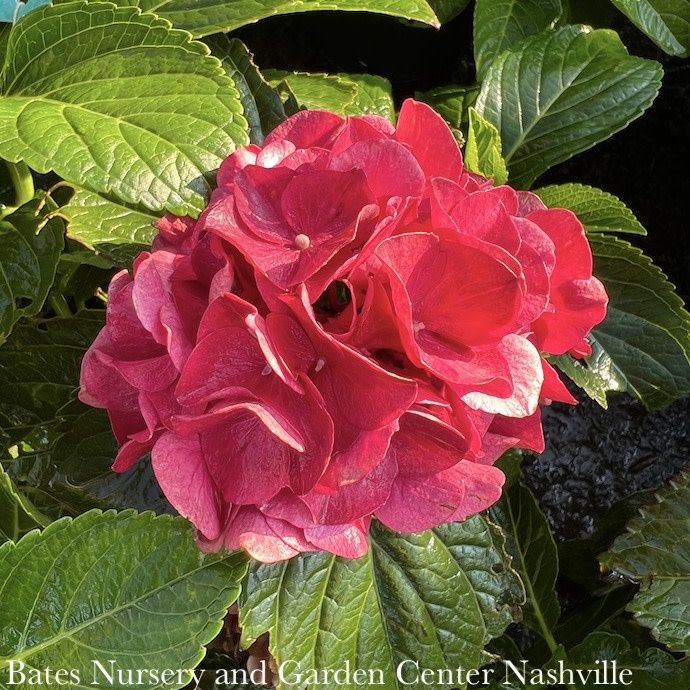 #2 Hydrangea mac Seaside Serenade &#39;Cape Hatteras&#39;/ Bigleaf/ Ruby Red Mophead Rebloom