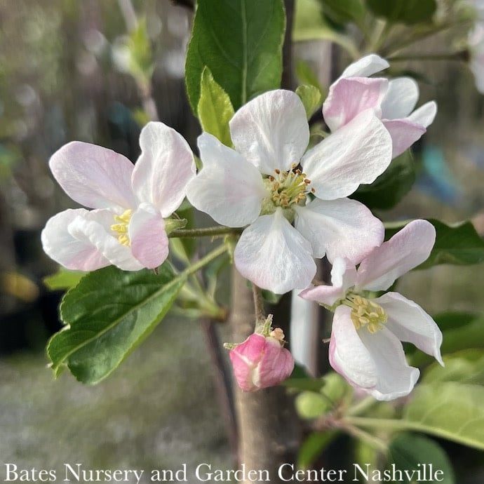 Edible #5 Malus dom Red Delicious/ Semi-dwarf Midseason Apple