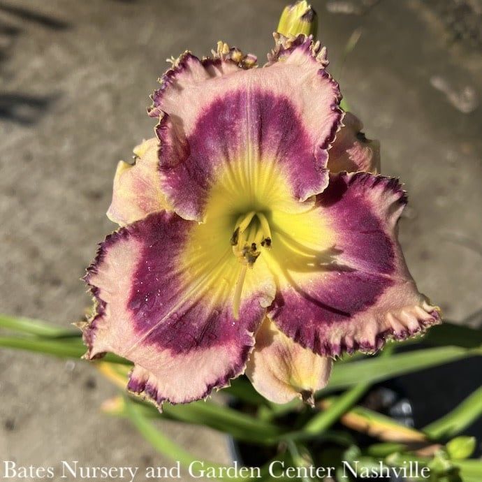 #1 Hemerocallis PW Rainbow Rhythm &#39;Sound of My Heart&#39;/ Pink Daylily with Purple Eye