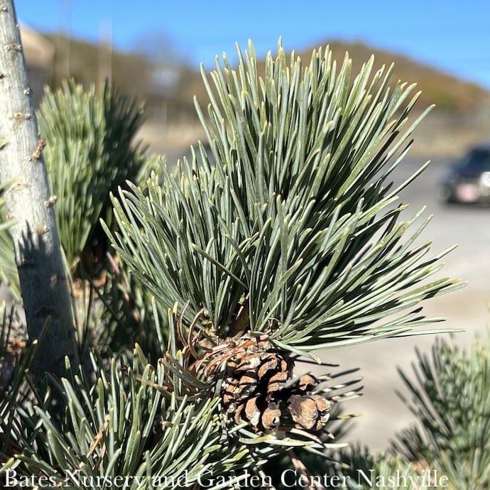 #15 Pinus parviflora Aoi/ Japanese White Pine - No Warranty