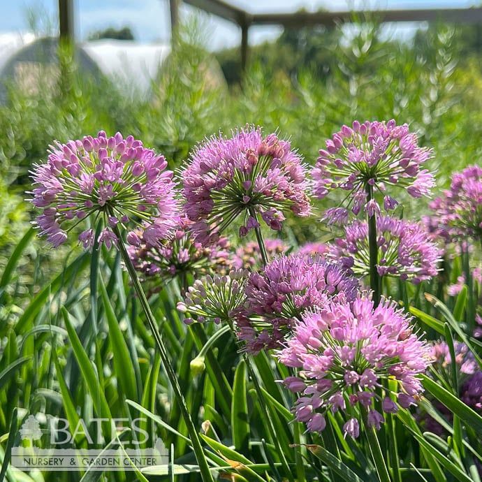 #1 Allium x PW Serendipity/ Flowering Onion