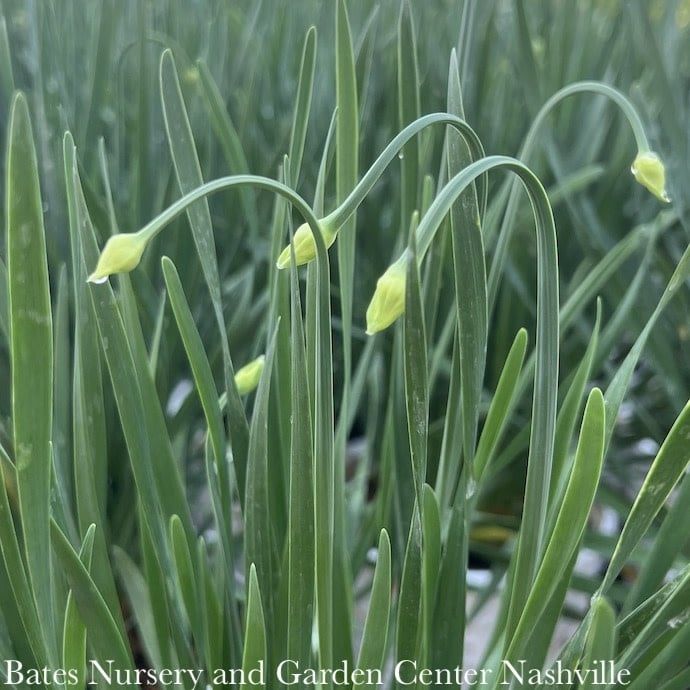 #1 Allium x PW Serendipity/ Flowering Onion