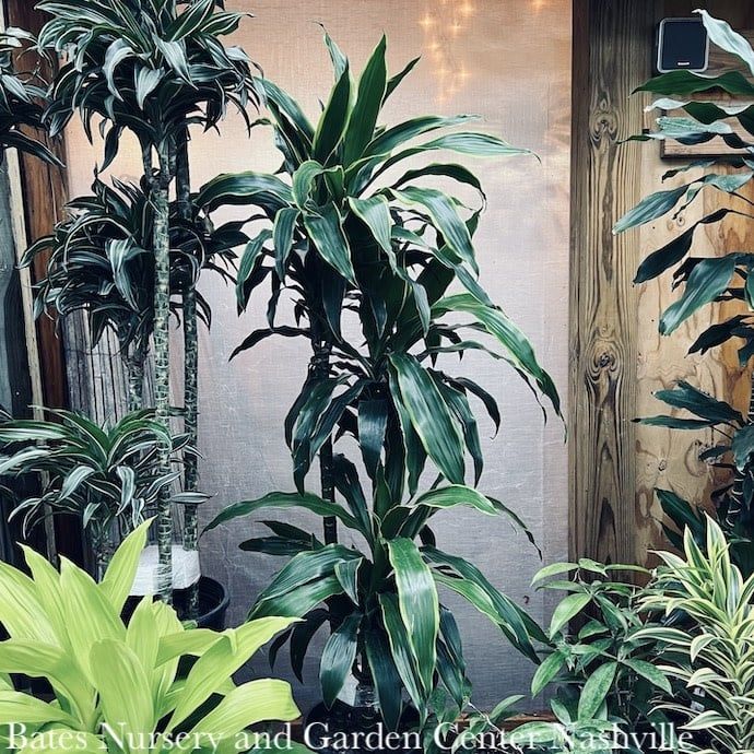9/10p! Dracaena Art Cane 3.2.1 /Tropical