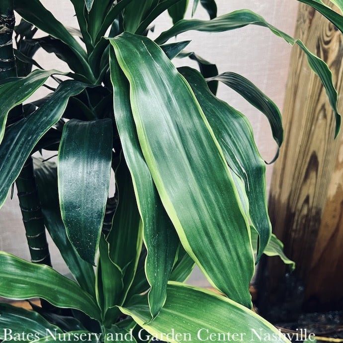 9/10p! Dracaena Art Cane 3.2.1 /Tropical