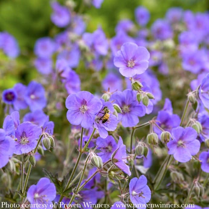 #1 Geranium pratense PW Boom Chocolatta/ Dark Leaf Cranesbill