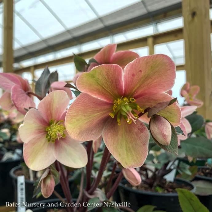 #1 Helleborus x ball HGC 'Pink Frost'/ Lenten Rose