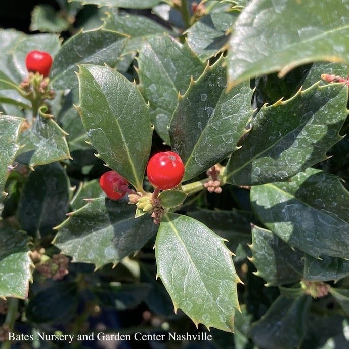 #5 Ilex x meserveae Castle Spire/ Blue Holly (female)