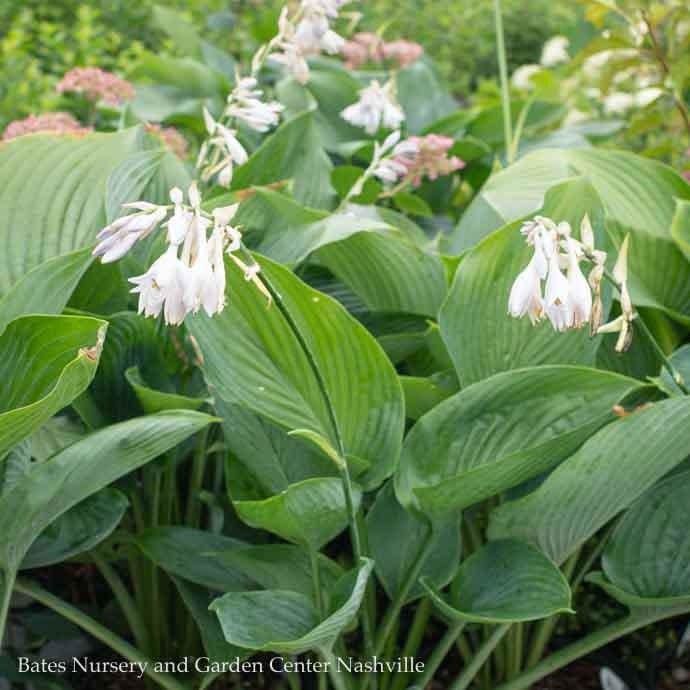 #2  Hosta x PW Shadowland Empress Wu/ Giant Green