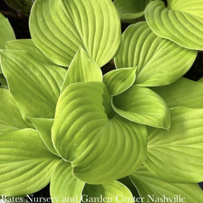 #1 Hosta August Moon/ Yellow
