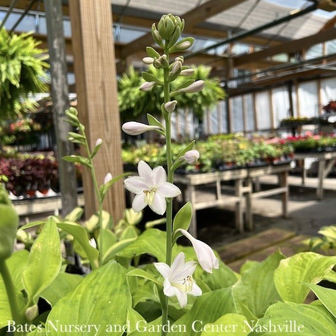 #1 Hosta August Moon/ Yellow
