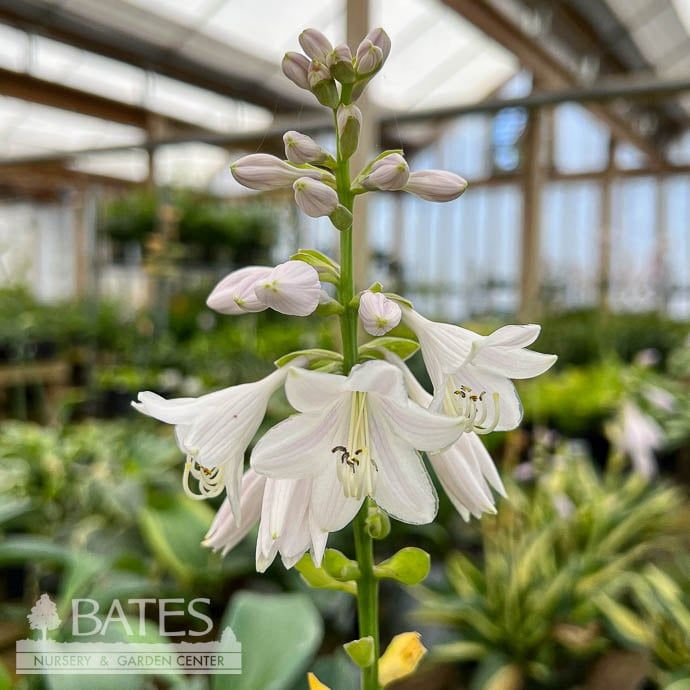 #1 Hosta August Moon/ Yellow