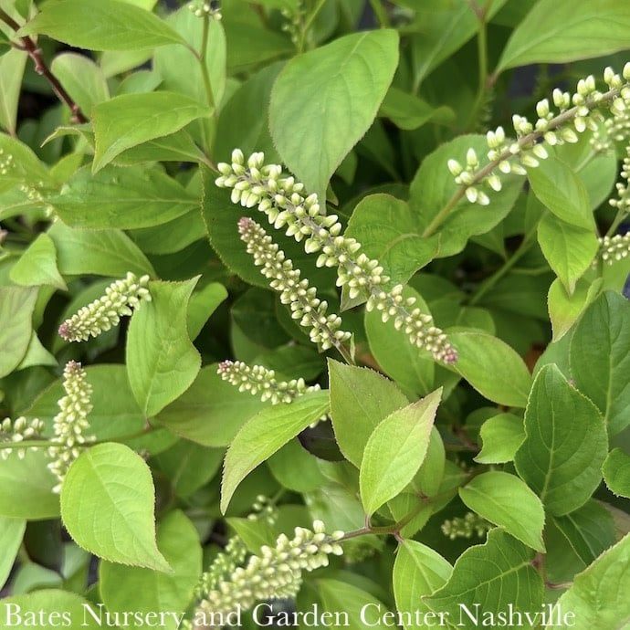 #3 Itea virginica Short N&#39; Sweet/ Virginia Sweetspire Native (TN)