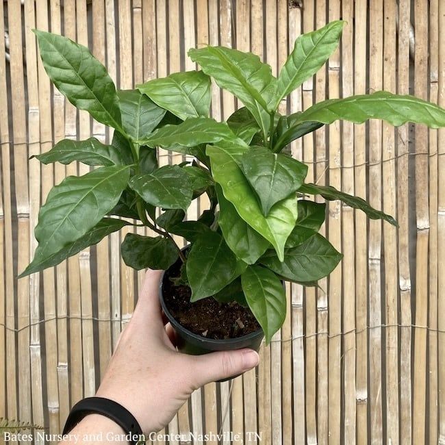 4p! Coffea arabica / Coffee Plant / Tropical