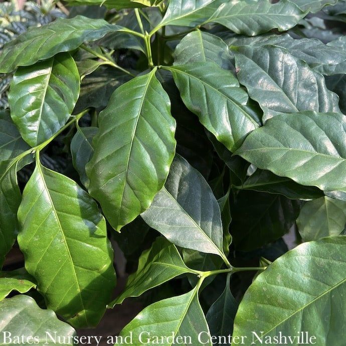 4p! Coffea arabica / Coffee Plant / Tropical