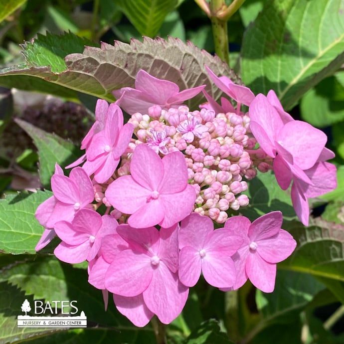 #3 Hydrangea serr PW Let&#39;s Dance &#39;Can Do&#39;/ Bigleaf Lacecap Rebloom Pink to Violet