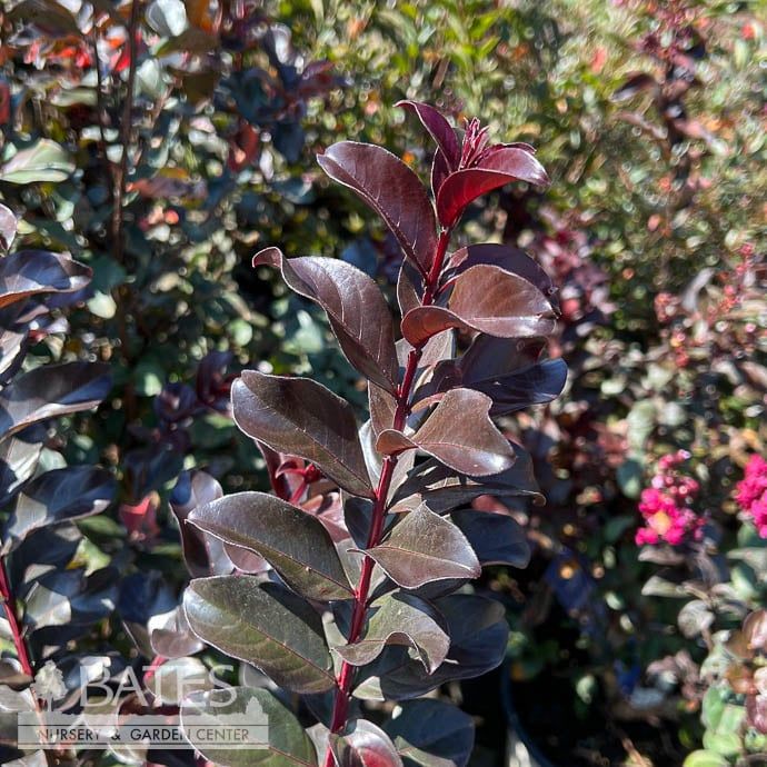 #3 Lagerstroemia Barista &#39;Cherry Mocha&#39;/ Red Dwarf Crape Myrtle