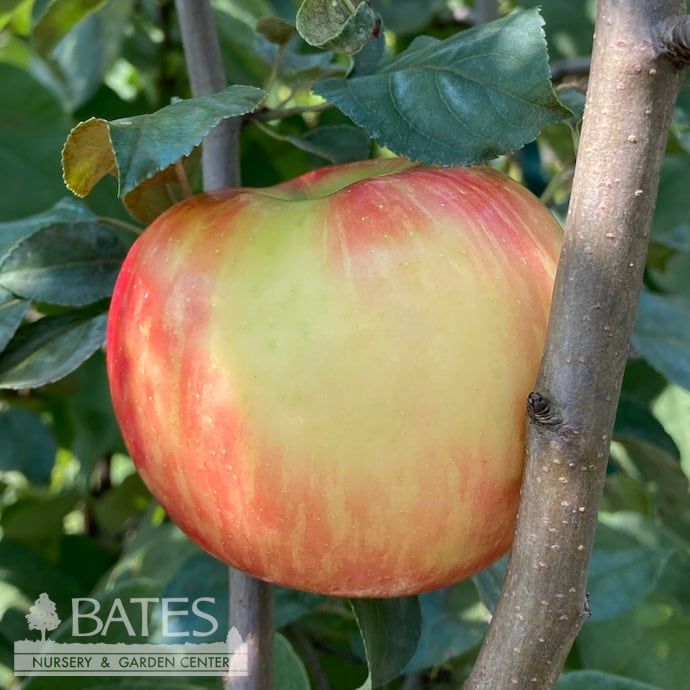 Edible #7 Malus Honeycrisp/Apple Semi-Dwarf MidSeason