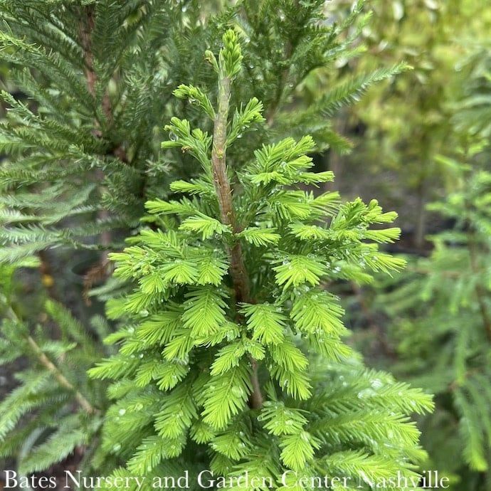 #3 Taxodium dist Peve Minaret/ Dwarf Bald Cypress