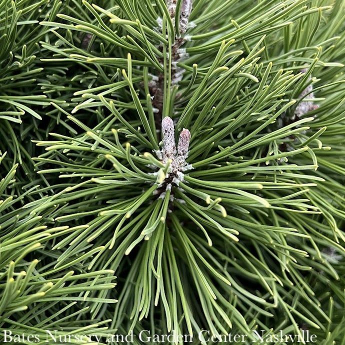 #6 Pinus mugo Big Tuna/ Pine