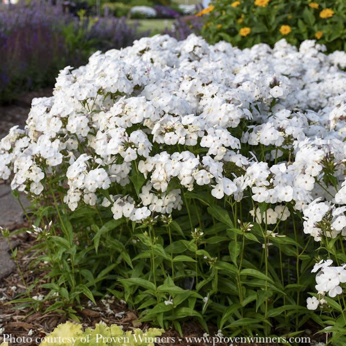 #1 Phlox x PW Opening Act White/ Dwarf Garden